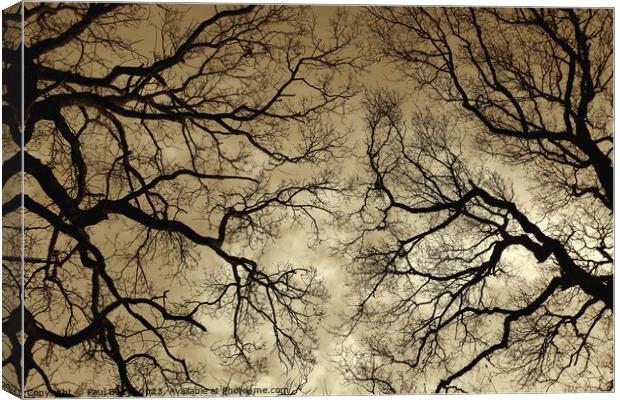 Winter Oaks 3, sepia Canvas Print by Paul Boizot