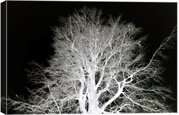 Frosty beech tree, mono inverted Canvas Print by Paul Boizot