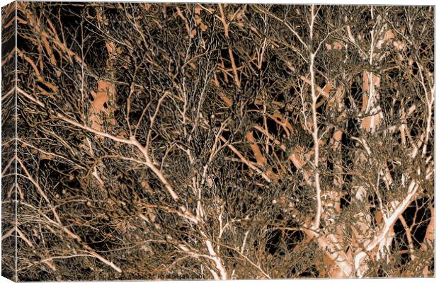 Frosted beech tree, sepia inverted Canvas Print by Paul Boizot