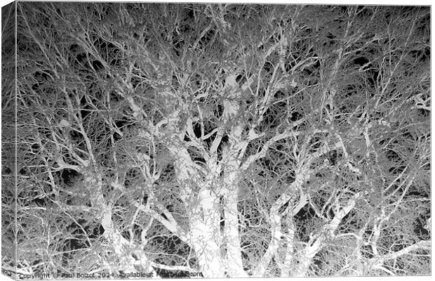 Frosted beech tree 2, mono inverted Canvas Print by Paul Boizot