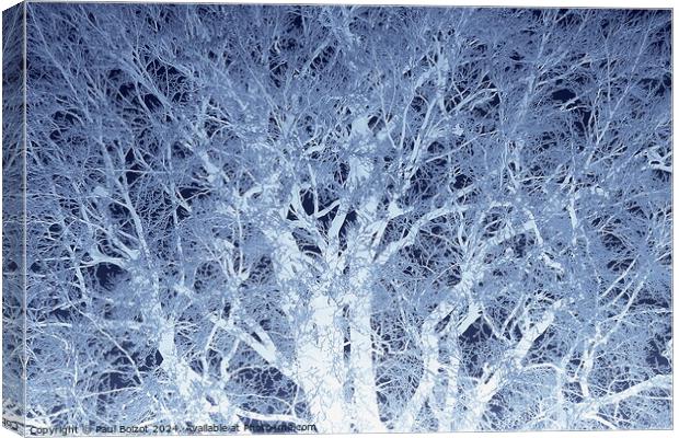 Frosted beech tree 2, dark blue edit Canvas Print by Paul Boizot