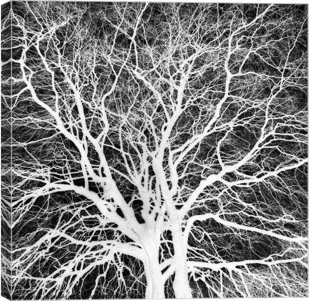 Winter beech, Bridlington, grayscale inverted Canvas Print by Paul Boizot