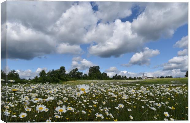 A field of daisies in bloom Canvas Print by Claude Laprise