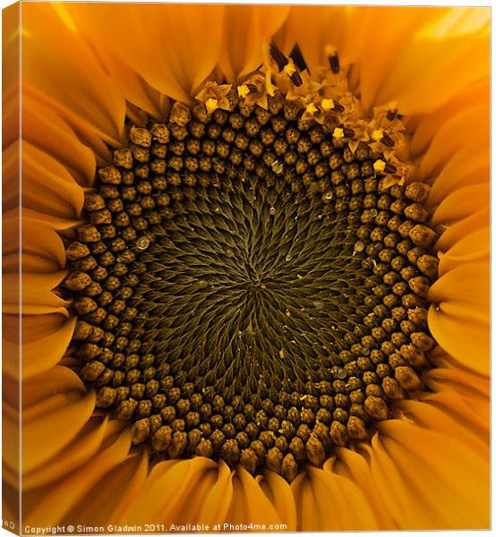 Sunflower Eye Canvas Print by Simon Gladwin
