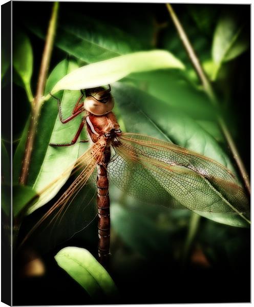 Resting Dragonfly Canvas Print by Simon Gladwin