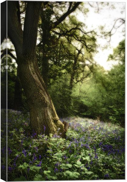 Bluebell Dell Canvas Print by Simon Gladwin