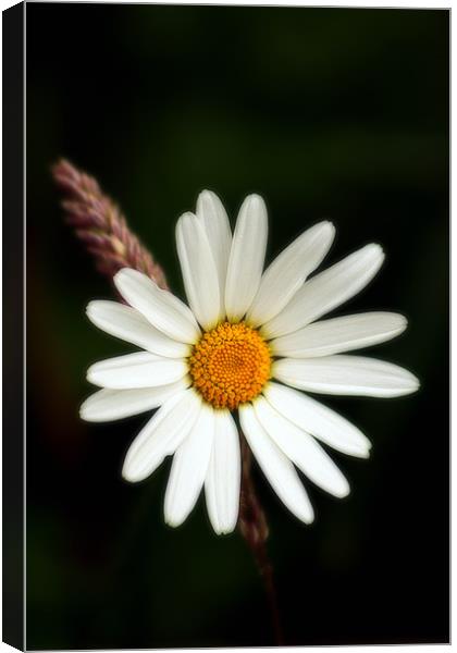 Plain and Simple, Daisy and Grass Canvas Print by Simon Gladwin