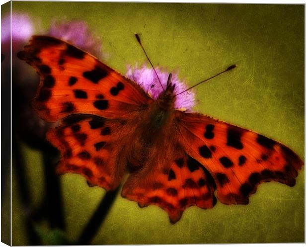 Comma Butterfly Canvas Print by Simon Gladwin