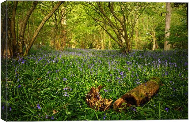Bluebells in a  Leicestershire Woodland Canvas Print by Simon Gladwin
