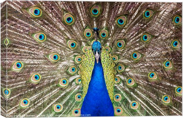 Beautiful Royal Blue Peacock Canvas Print by Steven Vacher