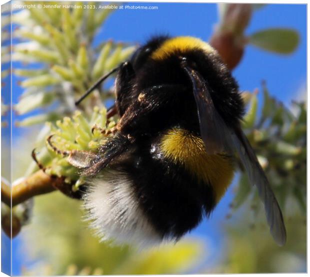 The Humble Bumble Bee Canvas Print by Jennifer Harnden