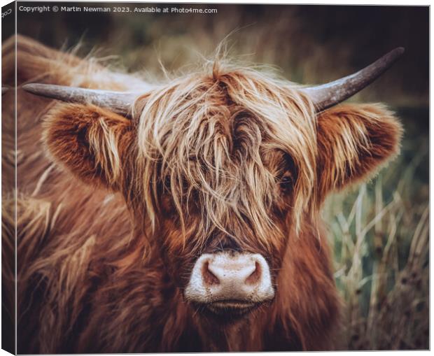 A close up of a cow Canvas Print by Martin Newman