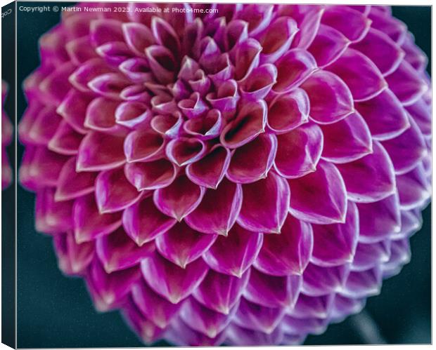 Dahlia Canvas Print by Martin Newman