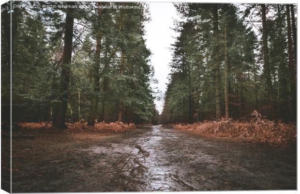 Rendelsham Forest Suffolk Canvas Print by Martin Newman