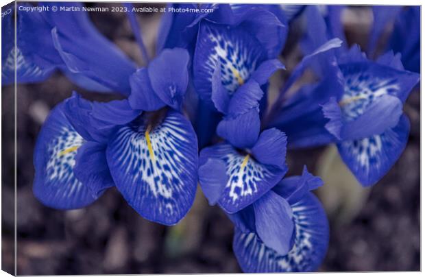 Plant flower Canvas Print by Martin Newman