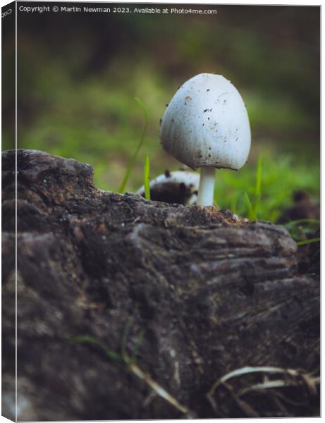 Fungi Forest Floor Canvas Print by Martin Newman