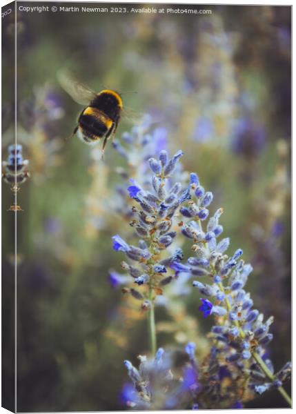 Bumblebee Pollenating Lavender Canvas Print by Martin Newman