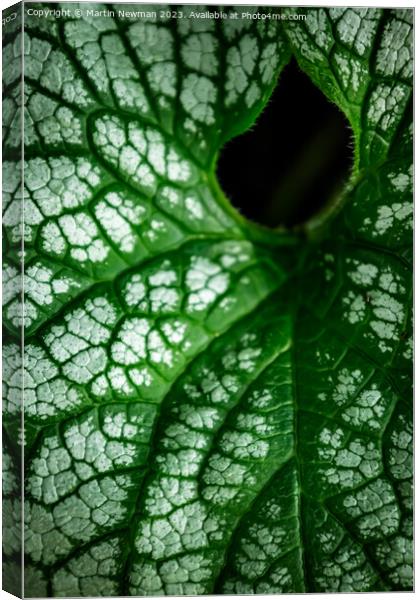 Plant leaves Canvas Print by Martin Newman