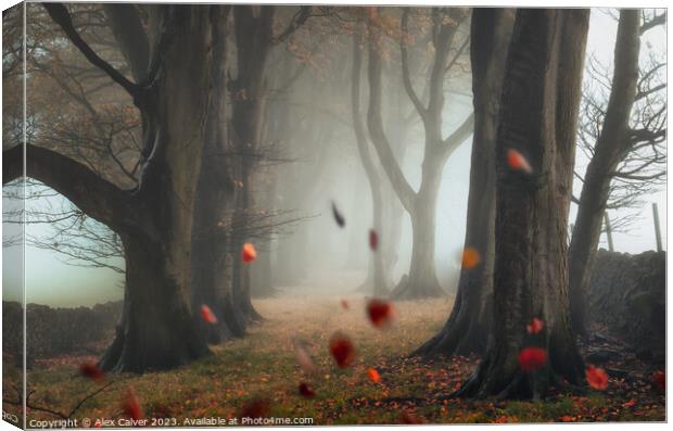 The Autumn Leaves Fall Canvas Print by Alex Calver