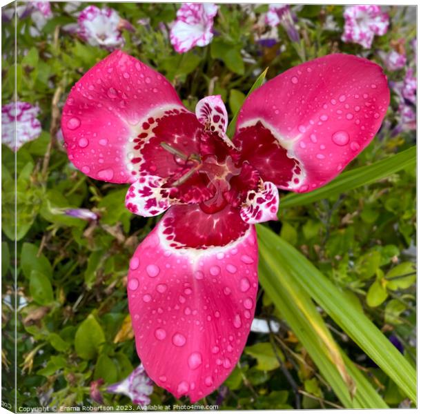 Pink Tiger Flower with Raindrops Canvas Print by Emma Robertson