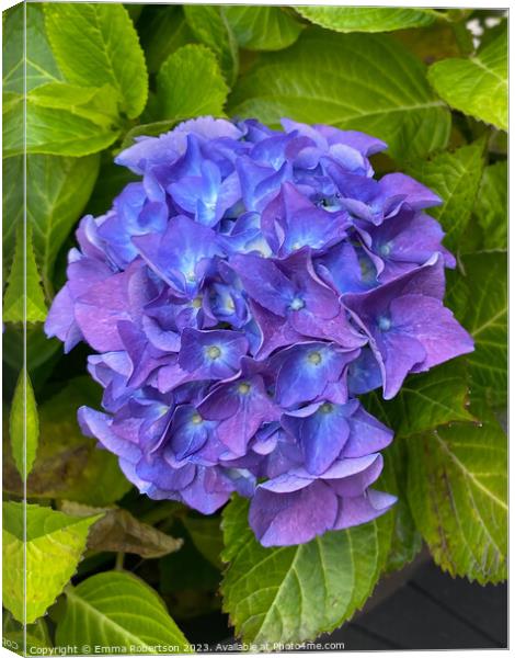 Purple Hydrangea  Canvas Print by Emma Robertson