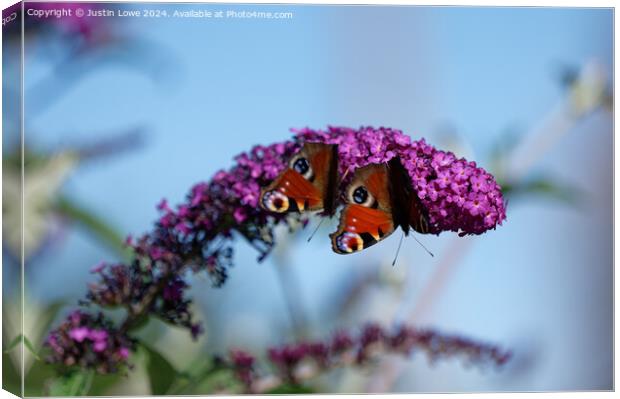 Peacock Butterflies Canvas Print by Justin Lowe