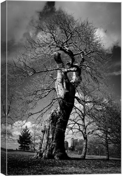 Contorted Oak Canvas Print by Mark Phillips
