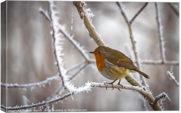 Robin in the frost Canvas Print by Dean French