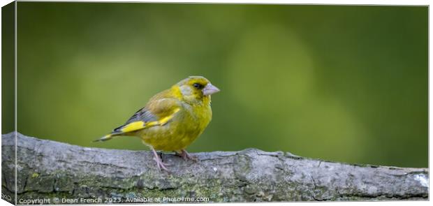 Greenfinch Canvas Print by Dean French
