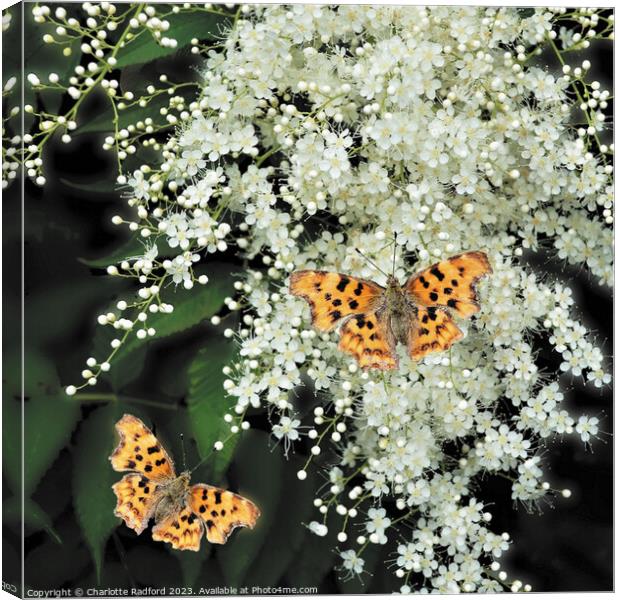 Enchanting Dance of Comma Butterflies Canvas Print by Charlotte Radford