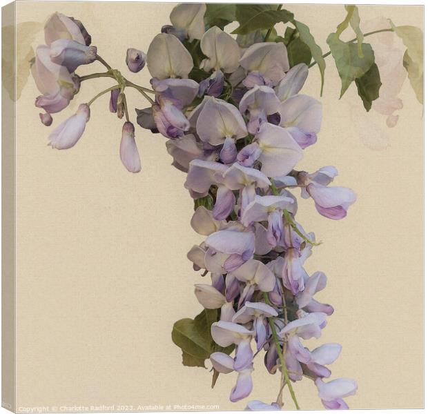Bewitching Wisteria Bloom's Enchantment Canvas Print by Charlotte Radford