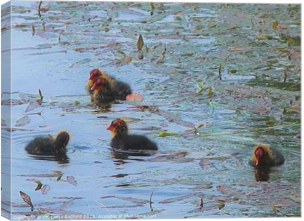 Meandering Baby Coots  Canvas Print by Charlotte Radford