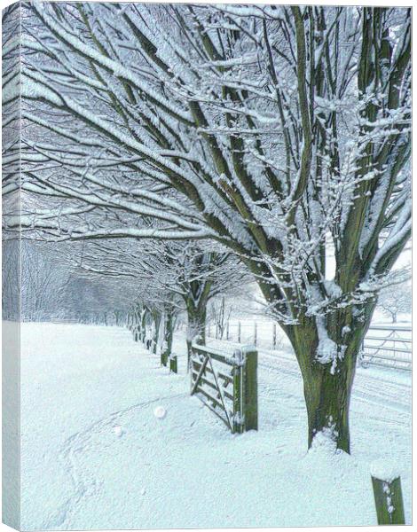 Country Lane in Winter  Canvas Print by Charlotte Radford