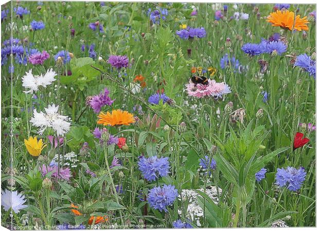 Flowers in the Meadow  Canvas Print by Charlotte Radford