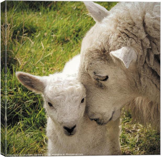 A Mother's Love Canvas Print by Charlotte Radford