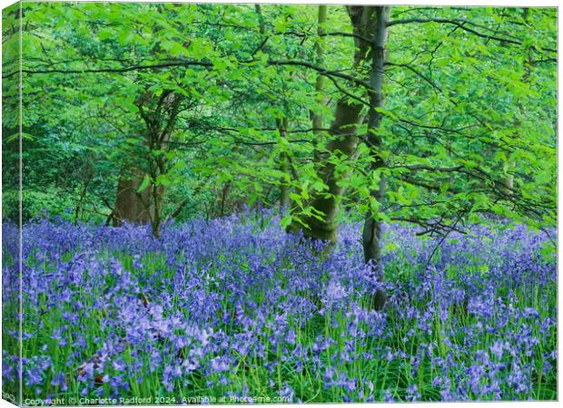 Bluebell Dell  Canvas Print by Charlotte Radford