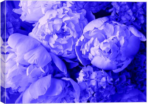 Beautiful spring pattern background with blue flower . Close up of peony flower Canvas Print by Virginija Vaidakaviciene