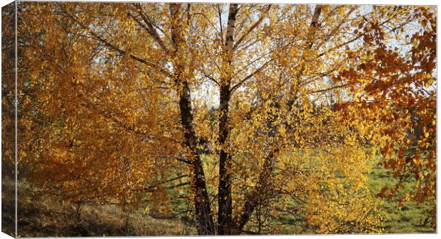 willow tree in the autumn season with foliage changing color, changing the color of willow foliage in autumn Canvas Print by Virginija Vaidakaviciene