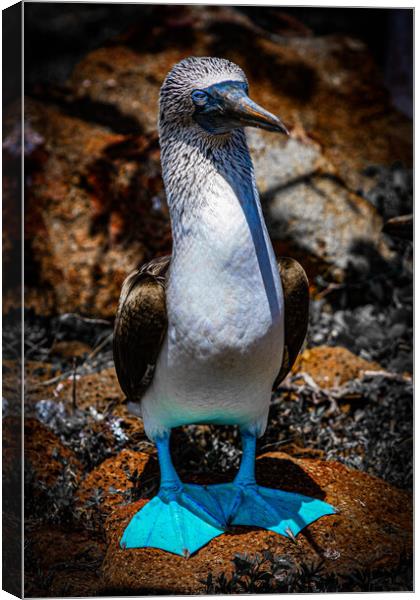 Blue Footed Booby Canvas Print by Andrew Cartledge
