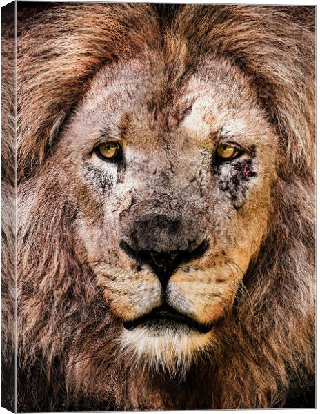 Scar Canvas Print by Stephen Taylor