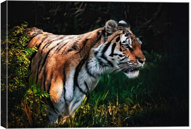 Tiger Prowl  Canvas Print by Stephen Taylor