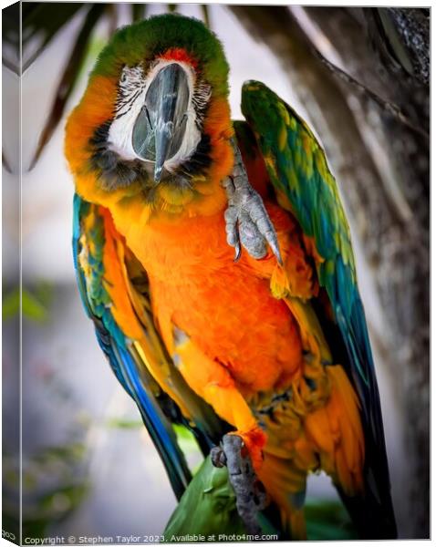 Pretty Polly  Canvas Print by Stephen Taylor