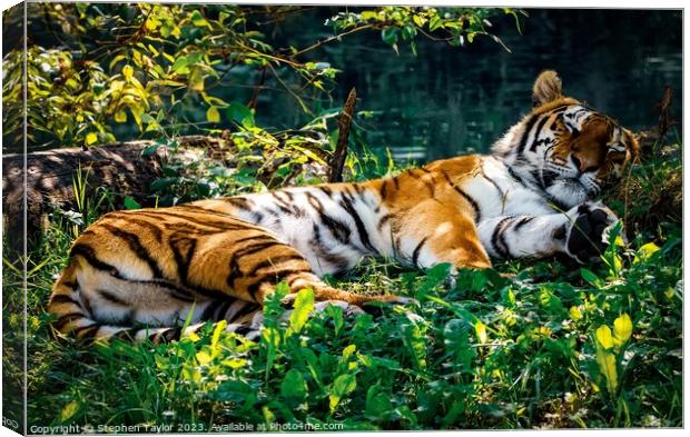 Sleeping Tiger Canvas Print by Stephen Taylor