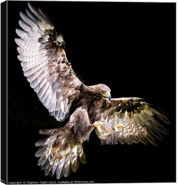 A close up of a Eagle flying in the sky Canvas Print by Stephen Taylor