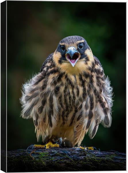 Merlin Canvas Print by Stephen Taylor