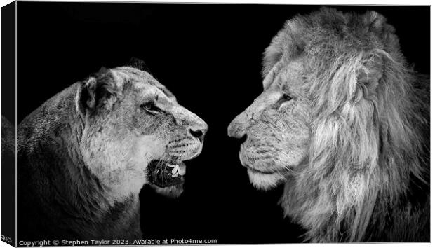 Lions  Canvas Print by Stephen Taylor