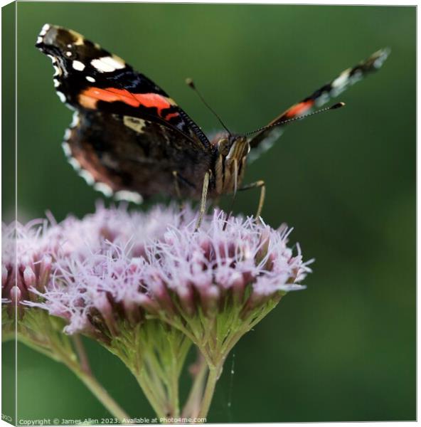 Butterfly  Canvas Print by James Allen