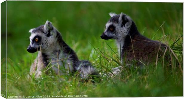 Lemurs Canvas Print by James Allen