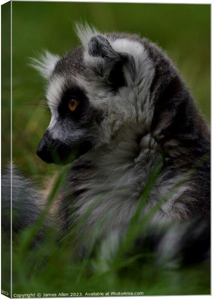 Lemurs  Canvas Print by James Allen