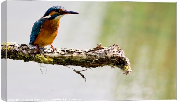 Kingfishers  Canvas Print by James Allen